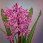 USA-Washington State-Seabeck Pink hyacinth flowers Art Print